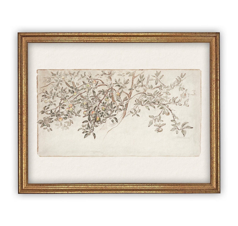 Vintage Framed Canvas Art  // Framed Vintage Print // Vintage Painting // Botanical Citrus Tree Sketch // Farmhouse print  //#BOT-111