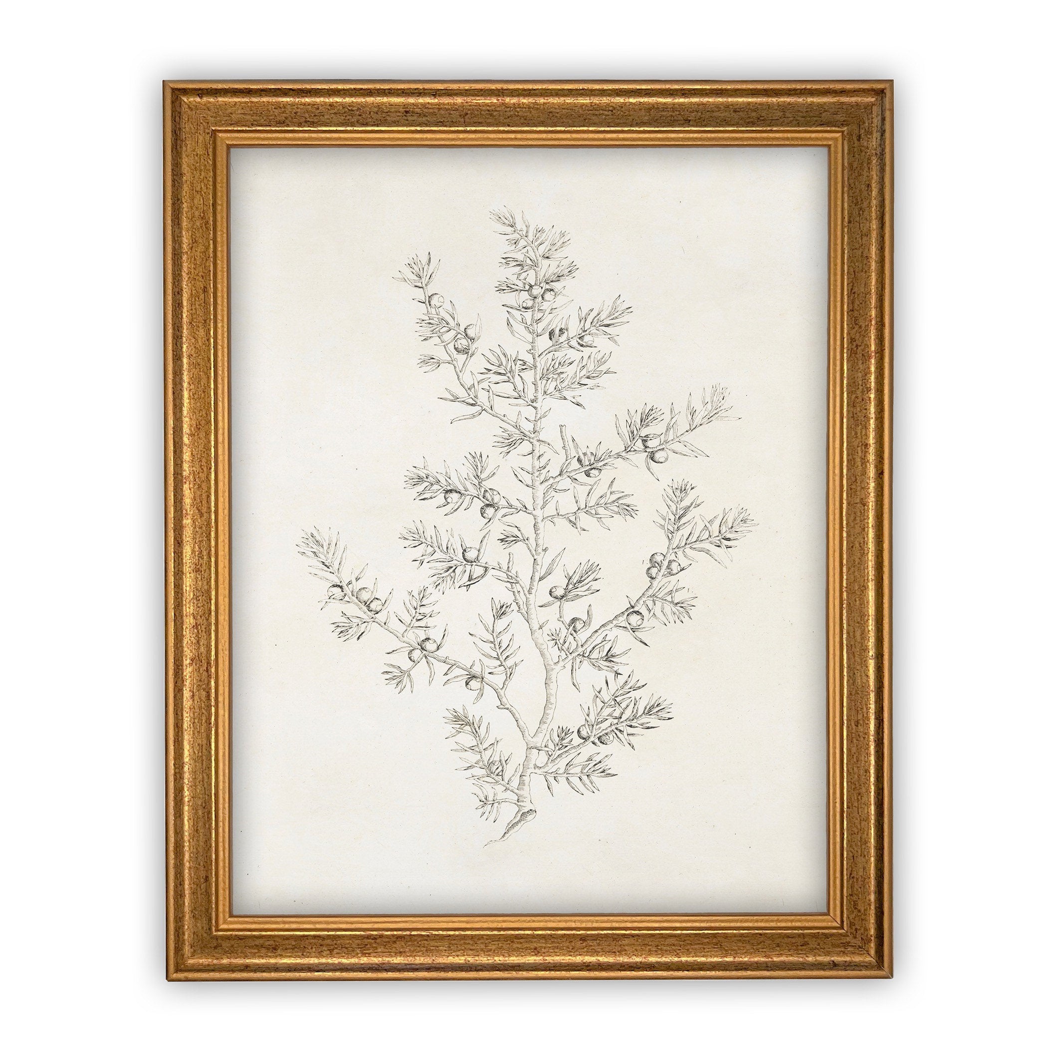 Vintage Framed Canvas Art  // Framed Vintage Print // Vintage Painting // Botanical Sketch // Winter Pine botanical print //#CH-308