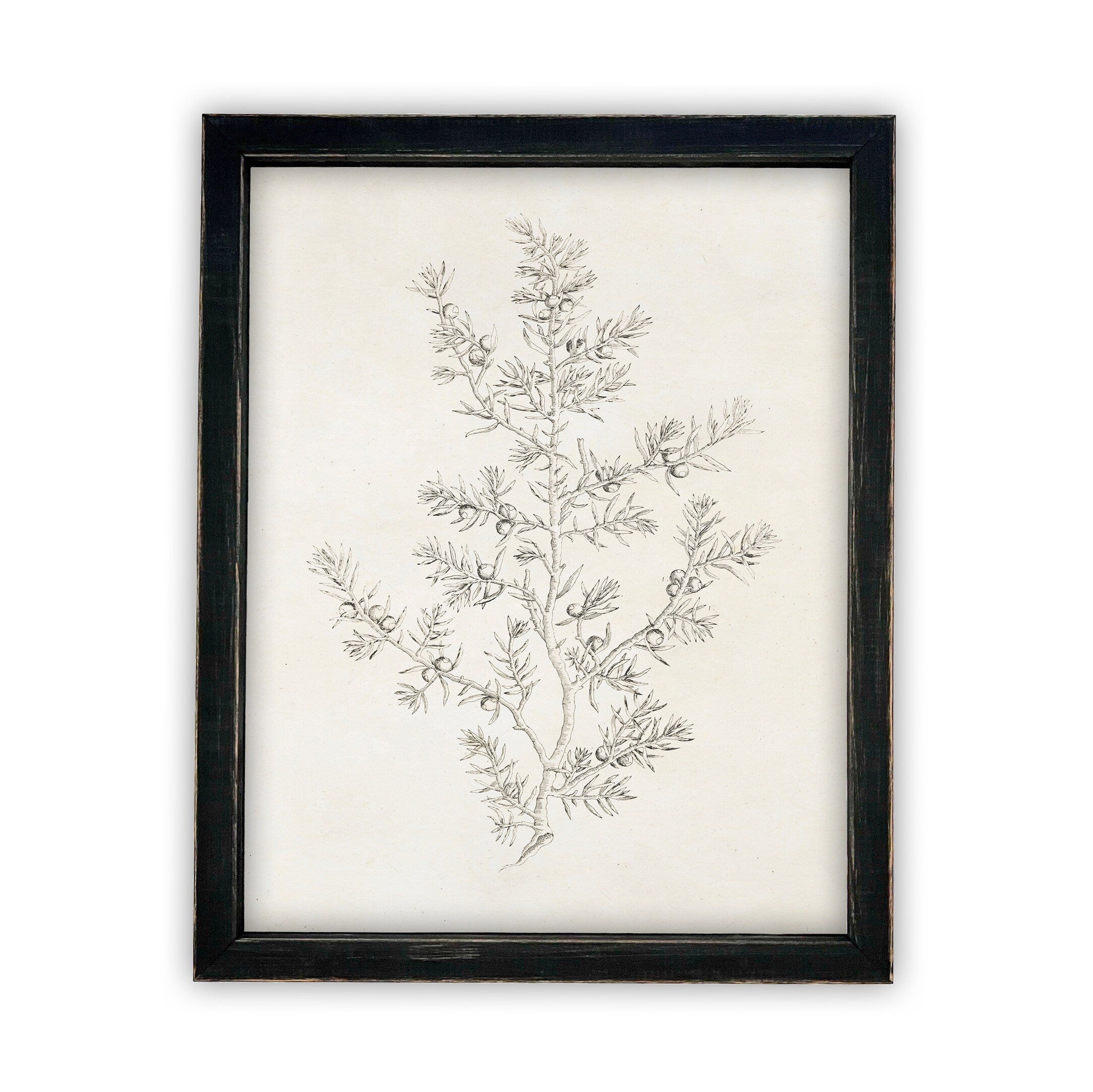 Vintage Framed Canvas Art  // Framed Vintage Print // Vintage Painting // Botanical Sketch // Winter Pine botanical print //#CH-308