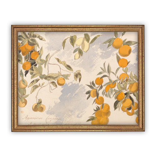 Vintage Framed Canvas Art  // Framed Vintage Print // Vintage Painting // Botanical Citrus Tree Sketch // Farmhouse print  //#BOT-110