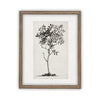 Vintage Framed Canvas Art  // Framed Vintage Print // Vintage Painting // Black White Tree Sketch // Farmhouse print //#BOT-124