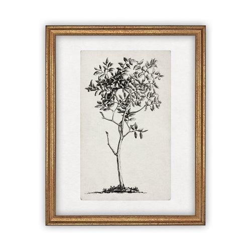 Vintage Framed Canvas Art  // Framed Vintage Print // Vintage Painting // Black White Tree Sketch // Farmhouse print //#BOT-124