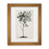 Vintage Framed Canvas Art  // Framed Vintage Print // Vintage Painting // Black White Tree Sketch // Farmhouse print //#BOT-124