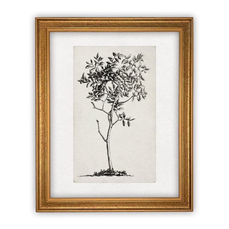 Vintage Framed Canvas Art  // Framed Vintage Print // Vintage Painting // Black White Tree Sketch // Farmhouse print //#BOT-124