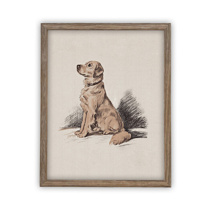 Vintage Framed Canvas Art // Framed Vintage Print // Golden Retriever Drawing Sketch// Vintage Dog Art// Boys Room or Nursery print //#A-107