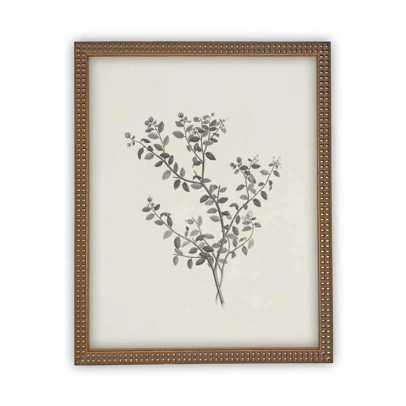 Vintage Framed Canvas Art  // Framed Vintage Print // Vintage Painting // Botanical Sketch // Farmhouse print //#BOT-118