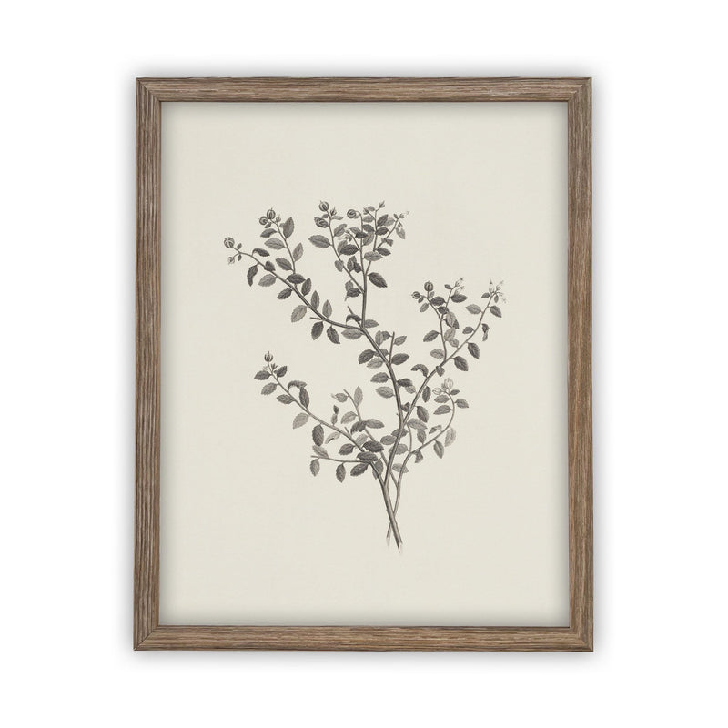 Vintage Framed Canvas Art  // Framed Vintage Print // Vintage Painting // Botanical Sketch // Farmhouse print //#BOT-118