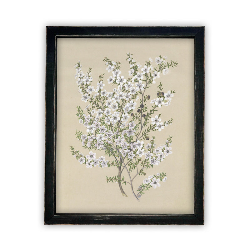 Vintage Framed Canvas Art  // Framed Vintage Print // Vintage Painting // Botanical Sketch // Farmhouse print  //#BOT-130